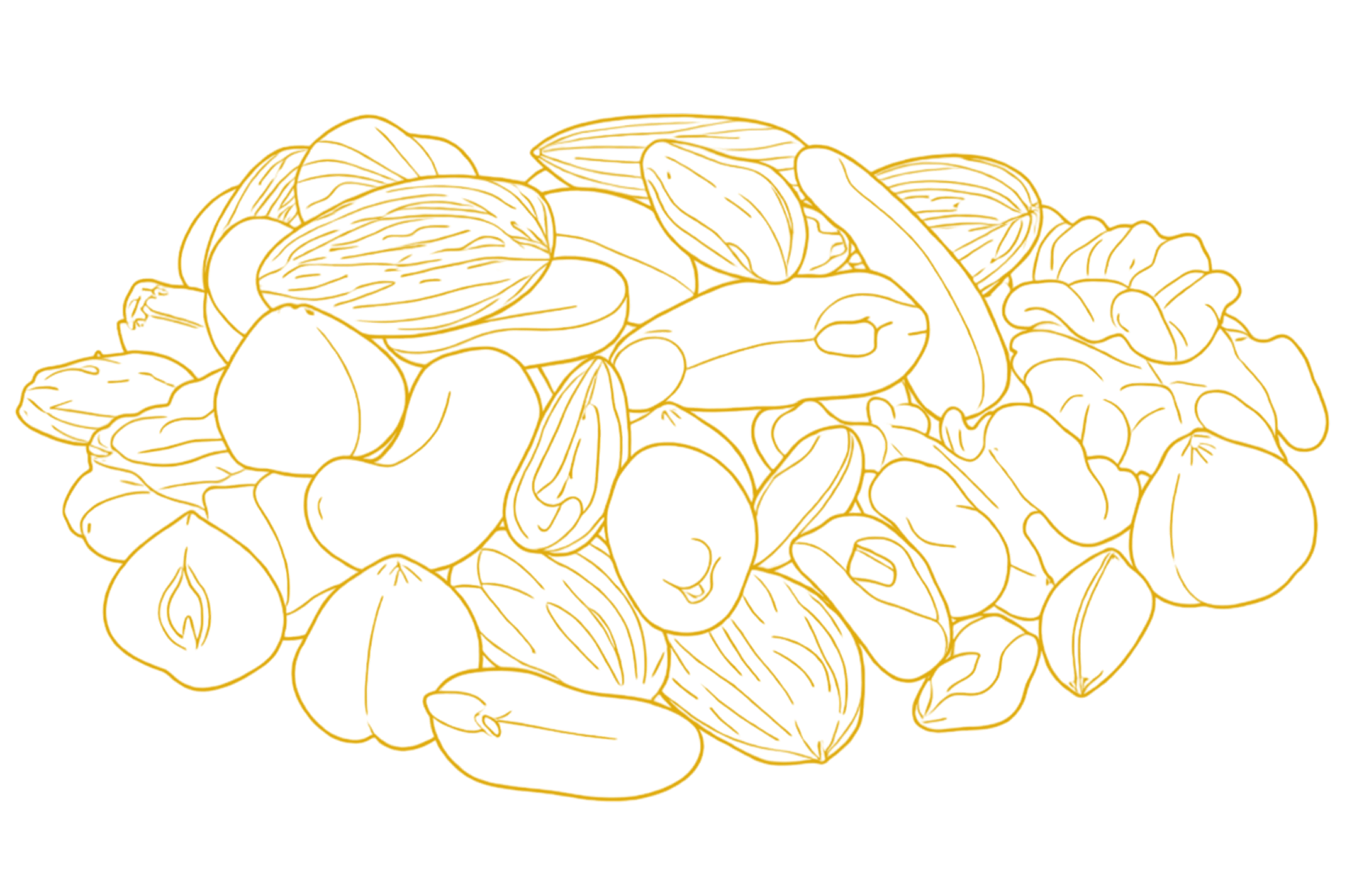 DRY FRUITS Vector
